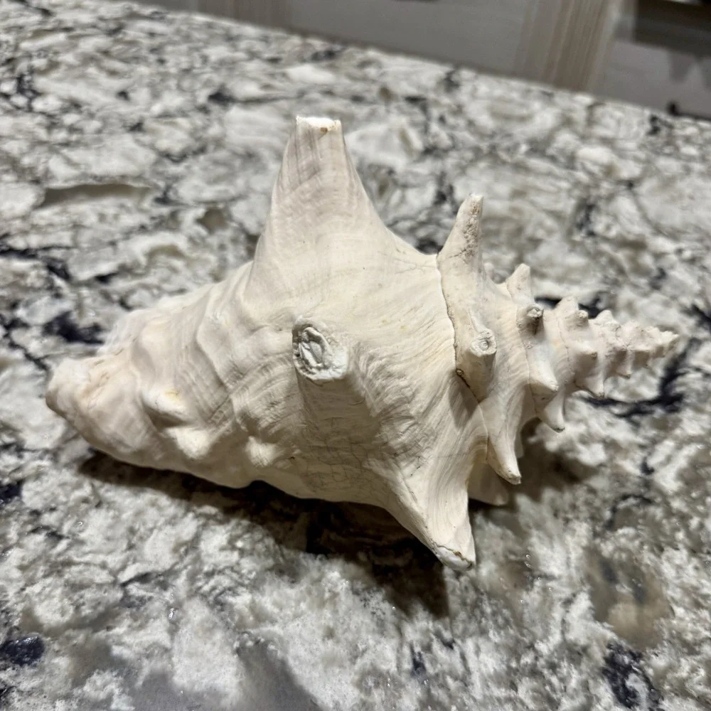 Large Natural Sea Shell Conch 9